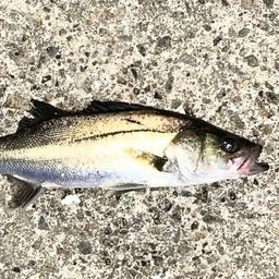 フッコ（ヒラスズキ）