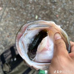 ブラックバス