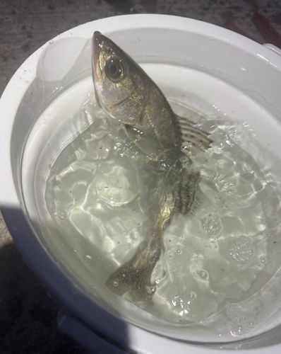 セイゴ(マルスズキ)