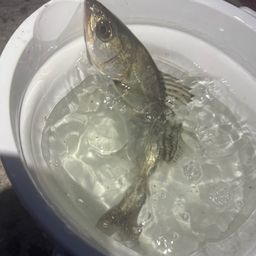 セイゴ(マルスズキ)