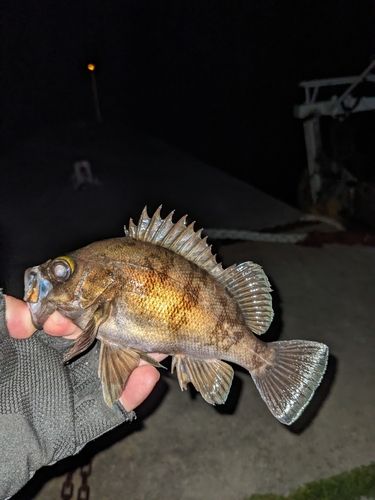 メバルの釣果