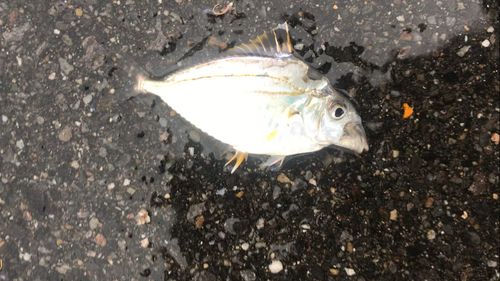 ヒイラギの釣果