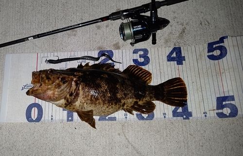 タケノコメバルの釣果