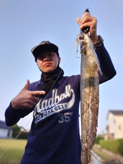 マナマズの釣果