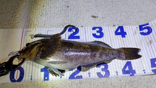 アイナメの釣果