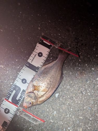 ウミタナゴの釣果