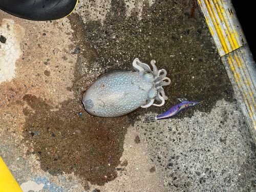 シリヤケイカの釣果