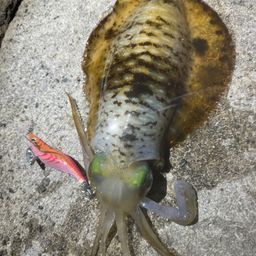 アオリイカ
