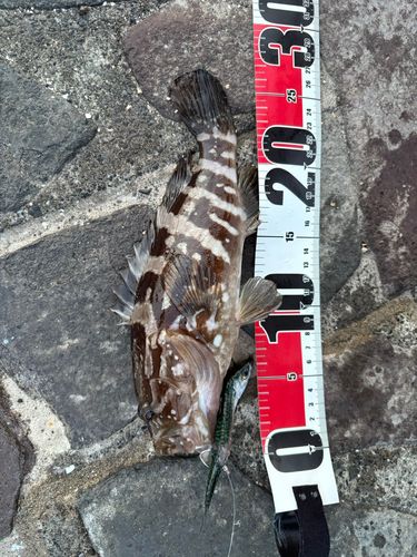 クエの釣果