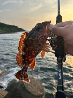ガシラの釣果