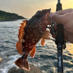 ガシラ