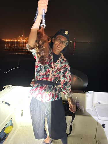 キジハタの釣果