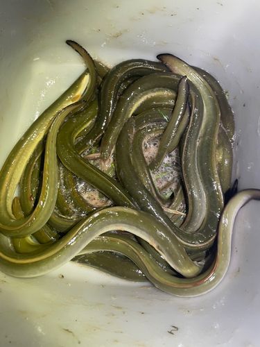 ウナギの釣果