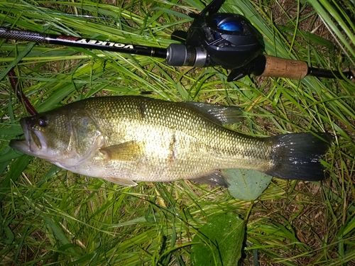 ラージマウスバスの釣果