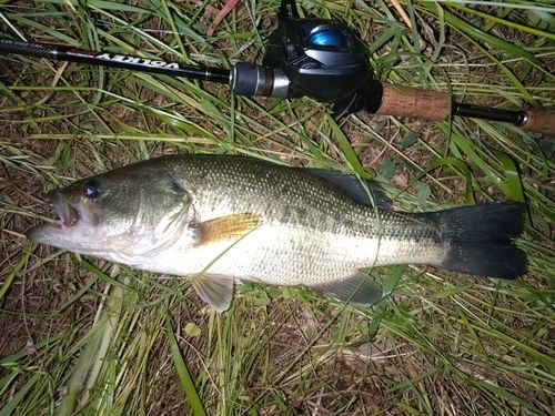 ラージマウスバスの釣果