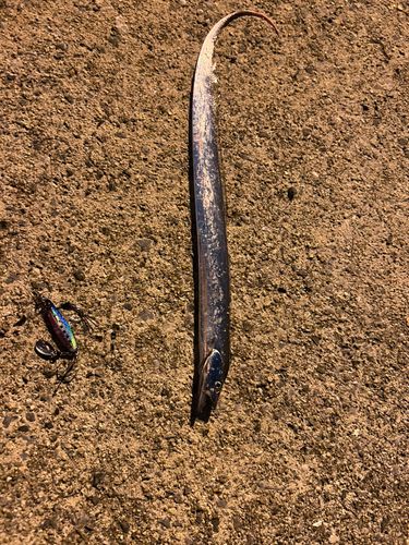 タチウオの釣果