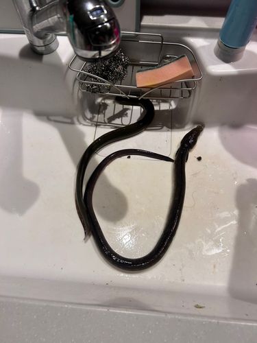 ウナギの釣果