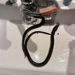 ウナギ