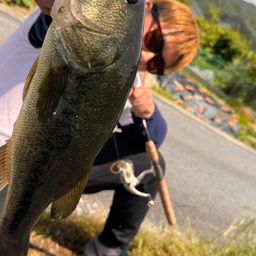 ブラックバス