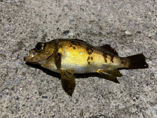 メバルの釣果