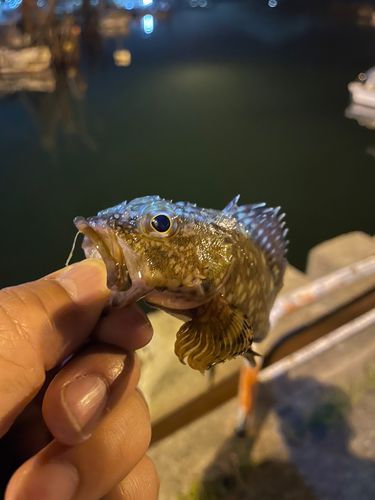 ガシラの釣果