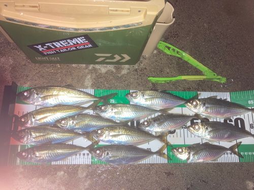アジの釣果
