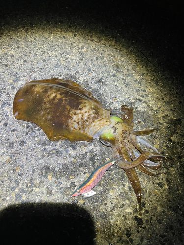 アオリイカの釣果
