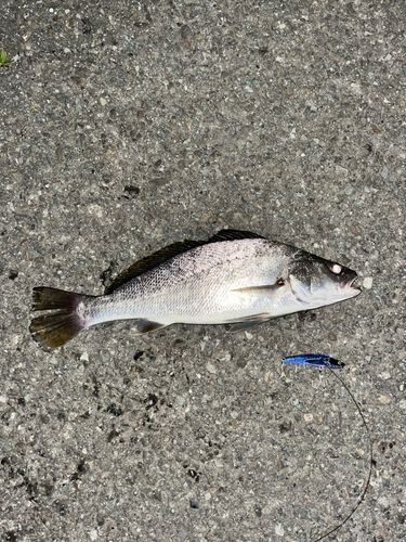 ニベの釣果