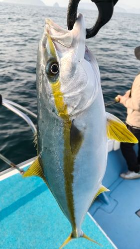 ヒラマサの釣果