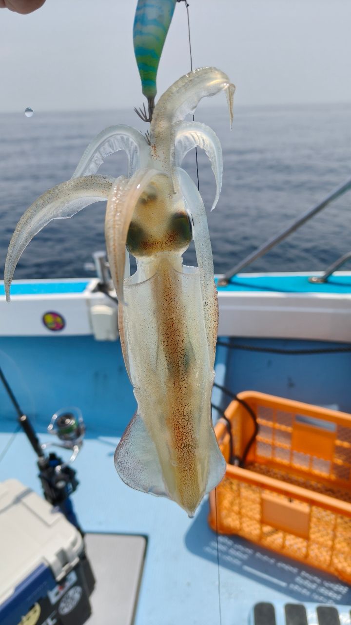 🎣みやもん🎣さんの釣果 2枚目の画像