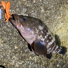アコウの釣果