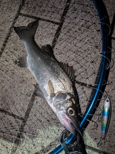 セイゴ（マルスズキ）の釣果