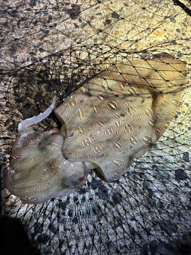 モンゴウイカの釣果