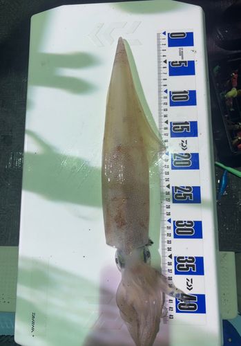 ケンサキイカの釣果