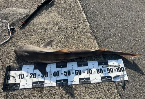 ドチザメの釣果