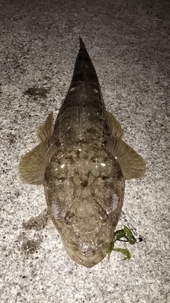 マゴチの釣果