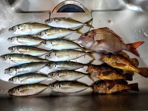 アジの釣果