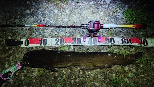 ナマズの釣果
