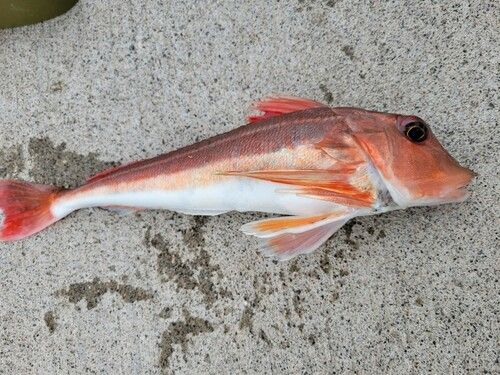 カナガシラの釣果