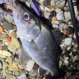 セイゴ（ヒラスズキ）