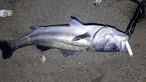 シーバスの釣果