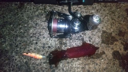 ケンサキイカの釣果