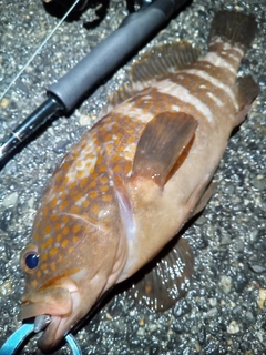 アコウの釣果