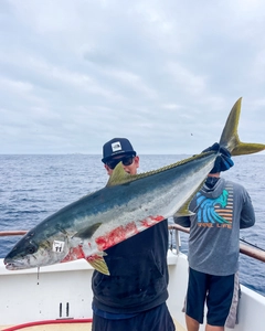 ヒラマサの釣果