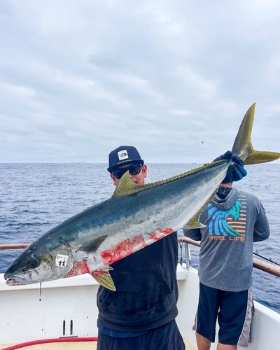 ヒラマサの釣果