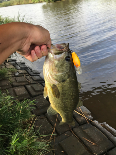 ブラックバスの釣果