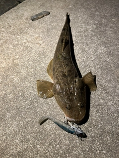 マゴチの釣果