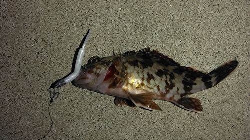 カサゴの釣果