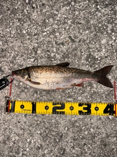 ウグイの釣果