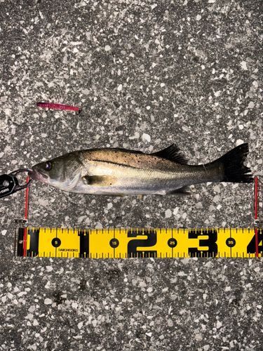 セイゴ（マルスズキ）の釣果